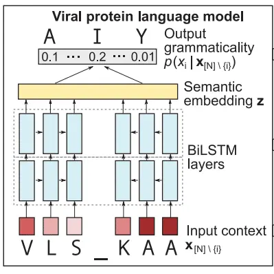 Schema van een taalmodel dat eiwitreeksen beoordeelt.