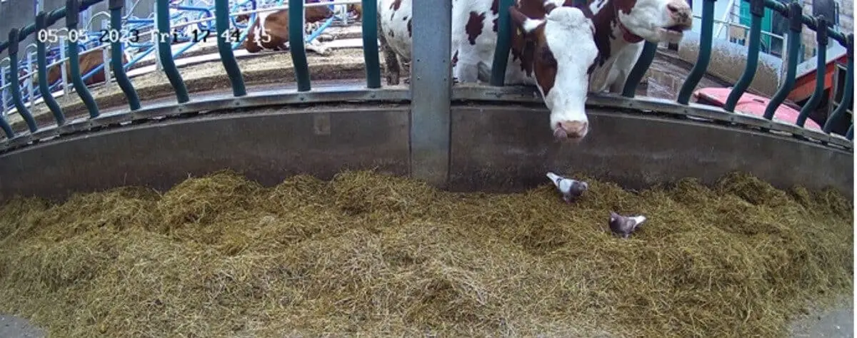 Computer vision op een boerderij?