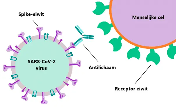 Schema van een coronavirus dat via het spike-eiwit aan een menselijke cel bindt.