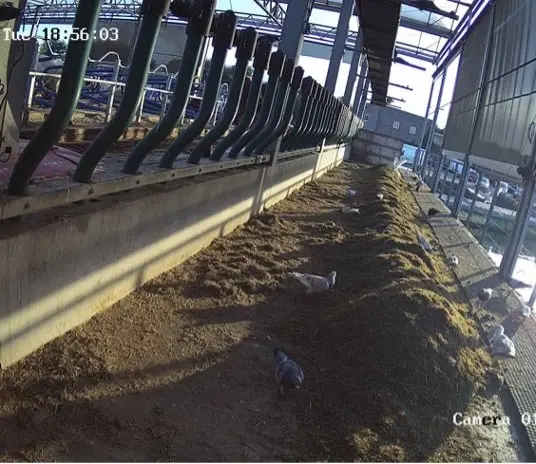 Camerabeeld uit een koeienstal met de voergang en koeien aan het voerhek.