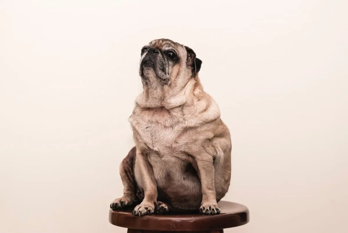 Um pug está sentado num banco de madeira.