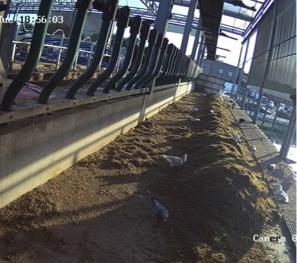 Camerabeeld uit een koeienstal met de voergang en koeien aan het voerhek.