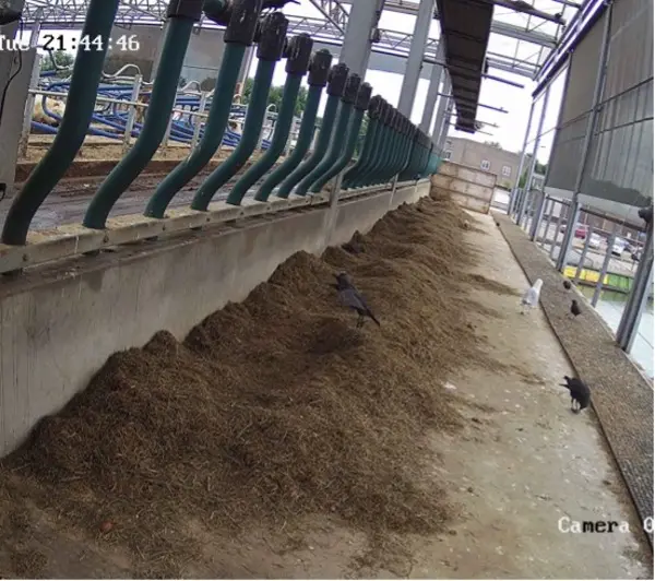 Camerabeeld uit een koeienstal met de voergang en koeien aan het voerhek.