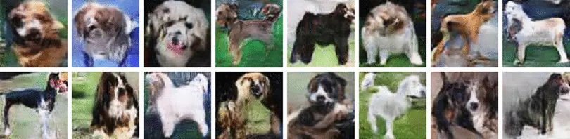 Grelha de fotografias de cães de diferentes raças.