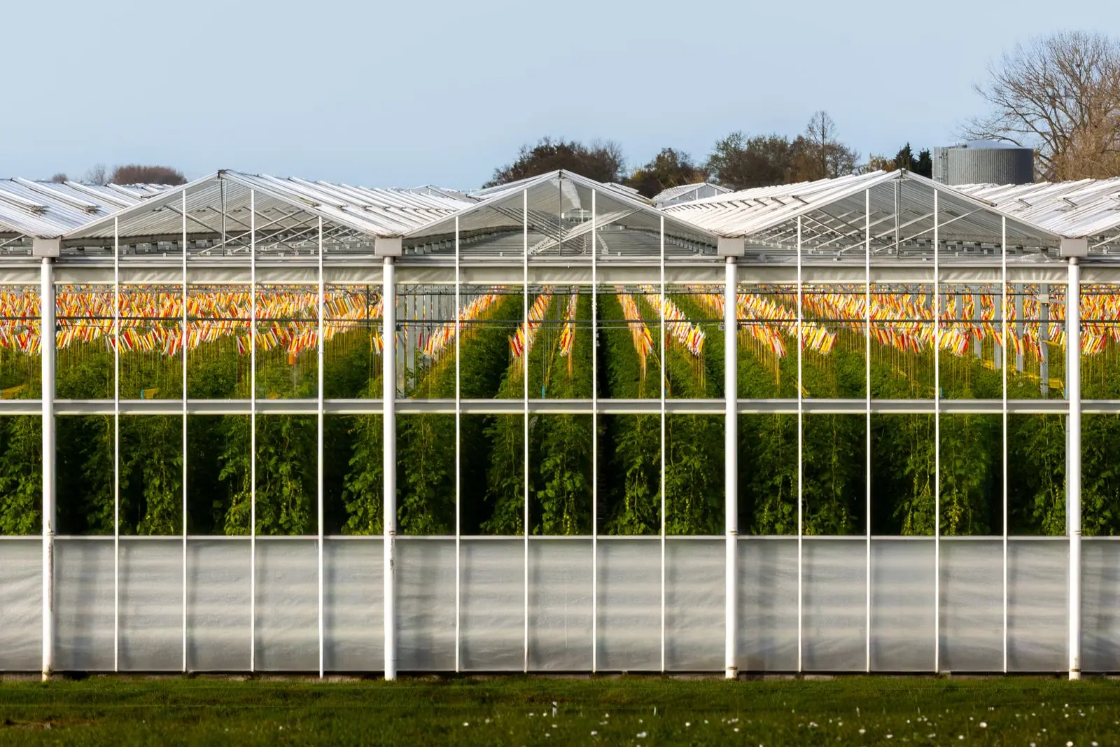 Moderne tomatenkas met glazen daken