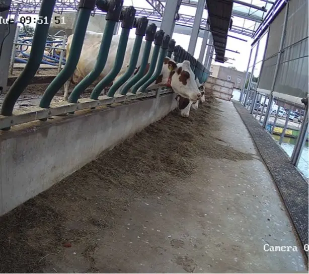 Camerabeeld uit een koeienstal met een koe in de voergang.